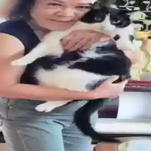 lost male cat unknown