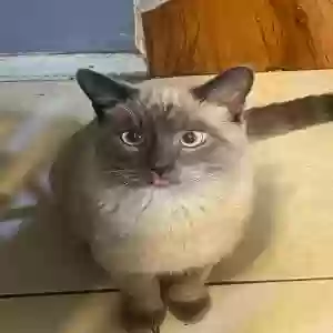 lost male cat gordo