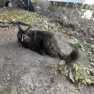 lost female cat twinkie