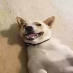 lost male dog ace