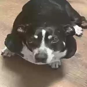 lost male dog jack