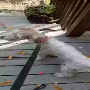 found male dog unknown