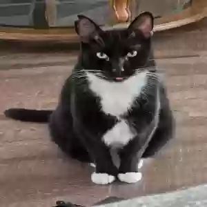 lost male cat boots