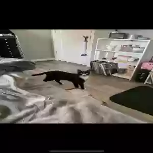 lost male cat auggy (august)