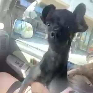 lost female dog baby