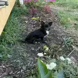 lost male dog nano