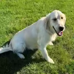 lost female dog dixie