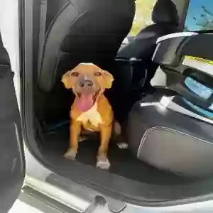 found male dog unknown