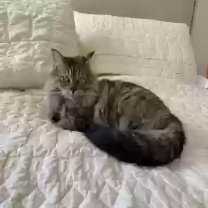 lost female cat fern