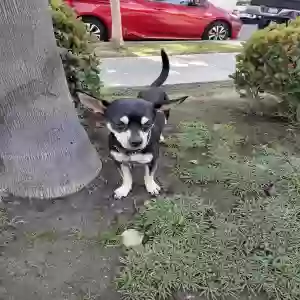 lost male dog wylee