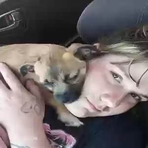 lost male dog budder bean