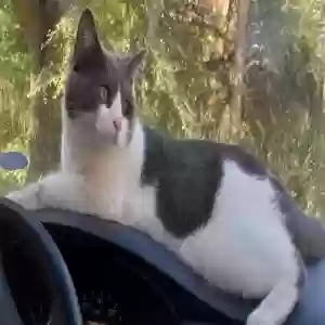 lost male cat gato