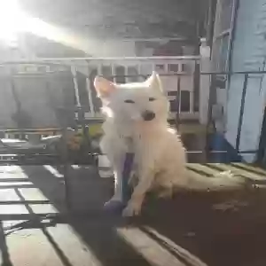 lost male dog avalanche