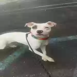 lost female dog unknown