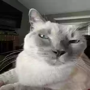 lost male cat malcom
