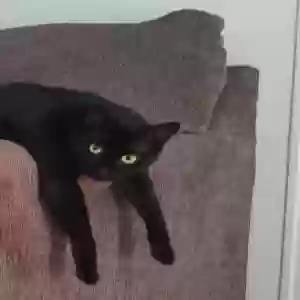 lost male cat unknown