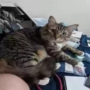 lost female cat izzy