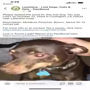 lost male dog taz