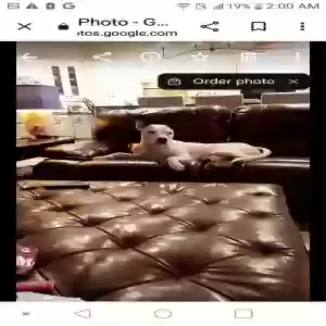 lost male dog trip