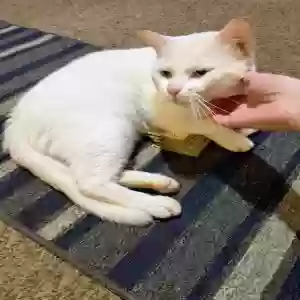 lost male cat meowgi