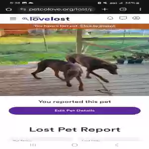 lost male dog cujo