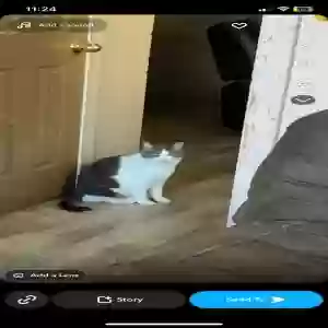 lost male cat sonny