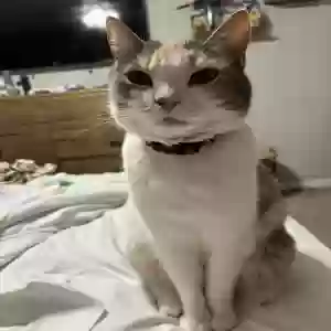 lost female cat luna