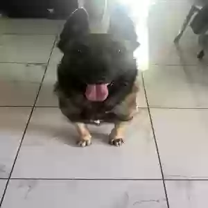 lost male dog rocky