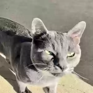 found male cat unknown