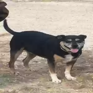 lost male dog marsellus
