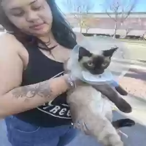 lost female cat mocha