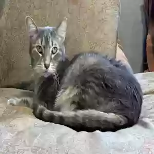 lost male cat tito