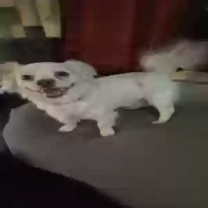 found male dog unknown