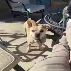 lost female dog leia