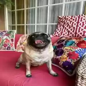 lost female dog pepper