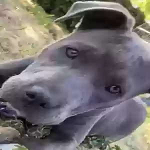 lost female dog lulu