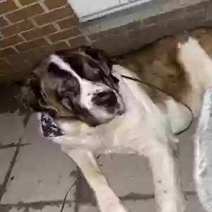 lost female dog lex