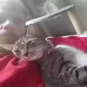 lost female cat gremlin