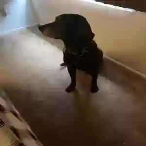 lost male dog amos