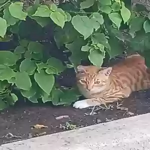 lost male cat pootie tat