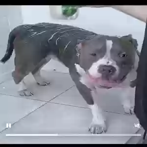 lost male dog tazz