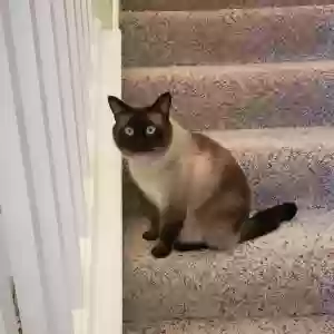 lost male cat simon
