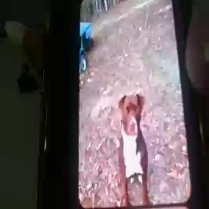 lost female dog betsy