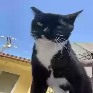 lost male cat bebe
