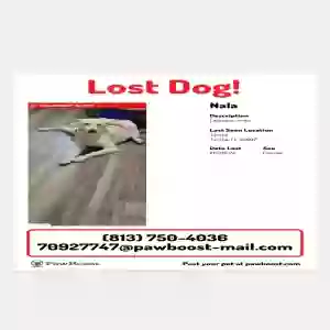 lost female dog unknown