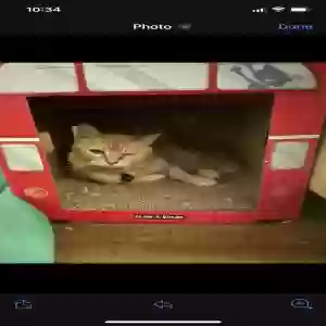 lost female cat liddy