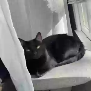lost female cat unknown