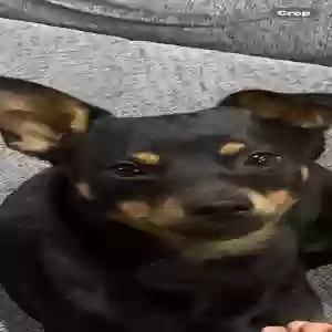lost male dog pookie