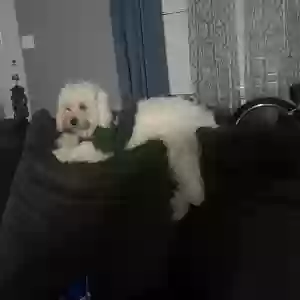lost male dog unknown