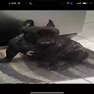 lost female dog yoda